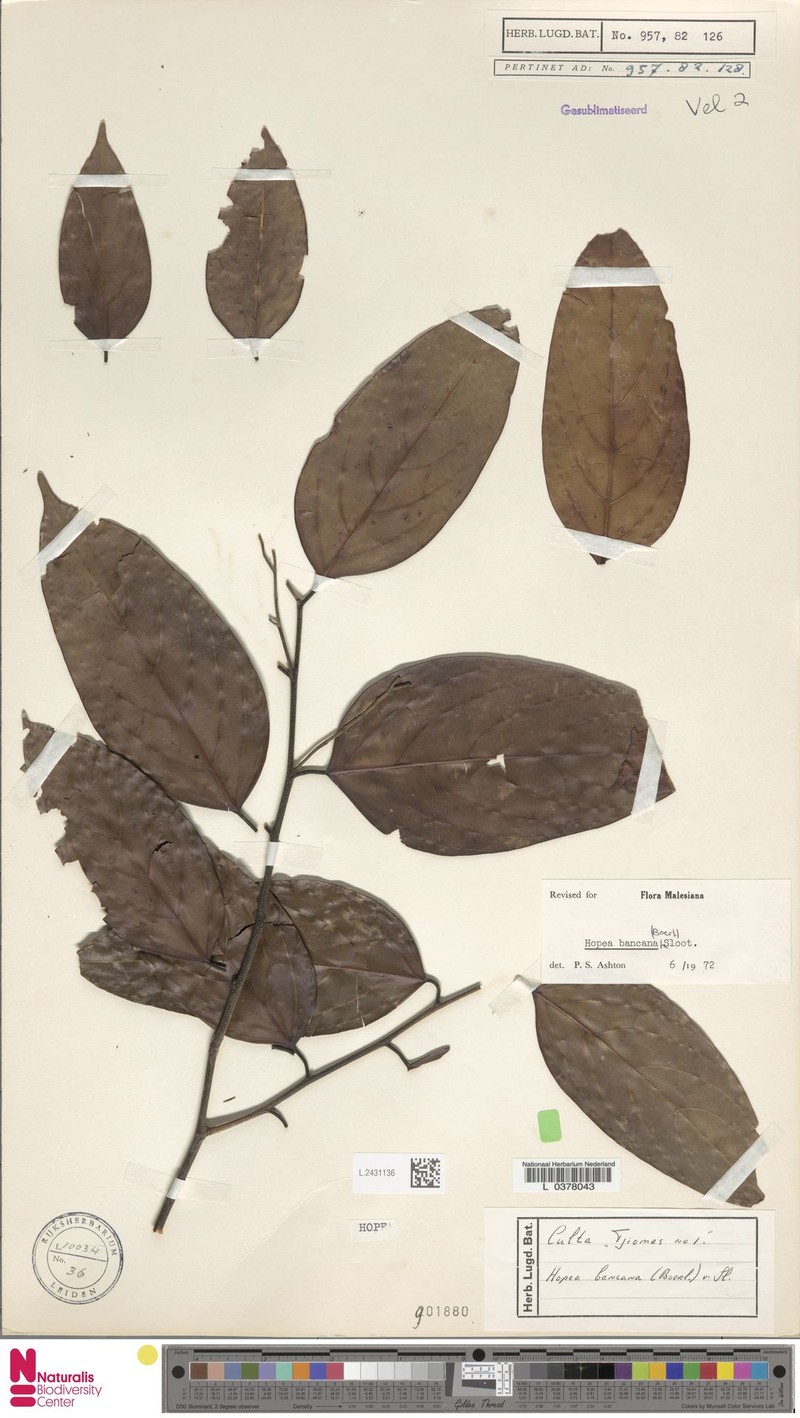 Hopea bancana photo 5