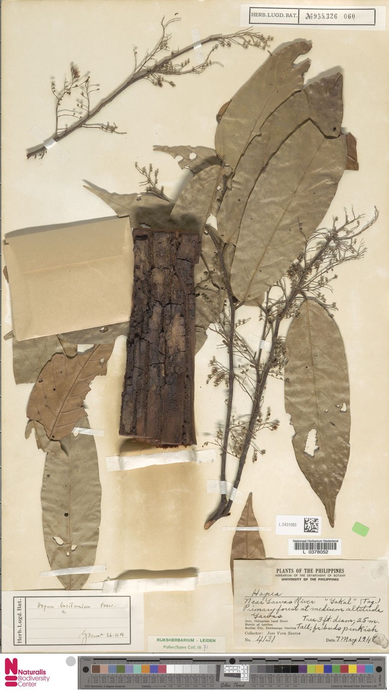 Hopea basilanica photo 2