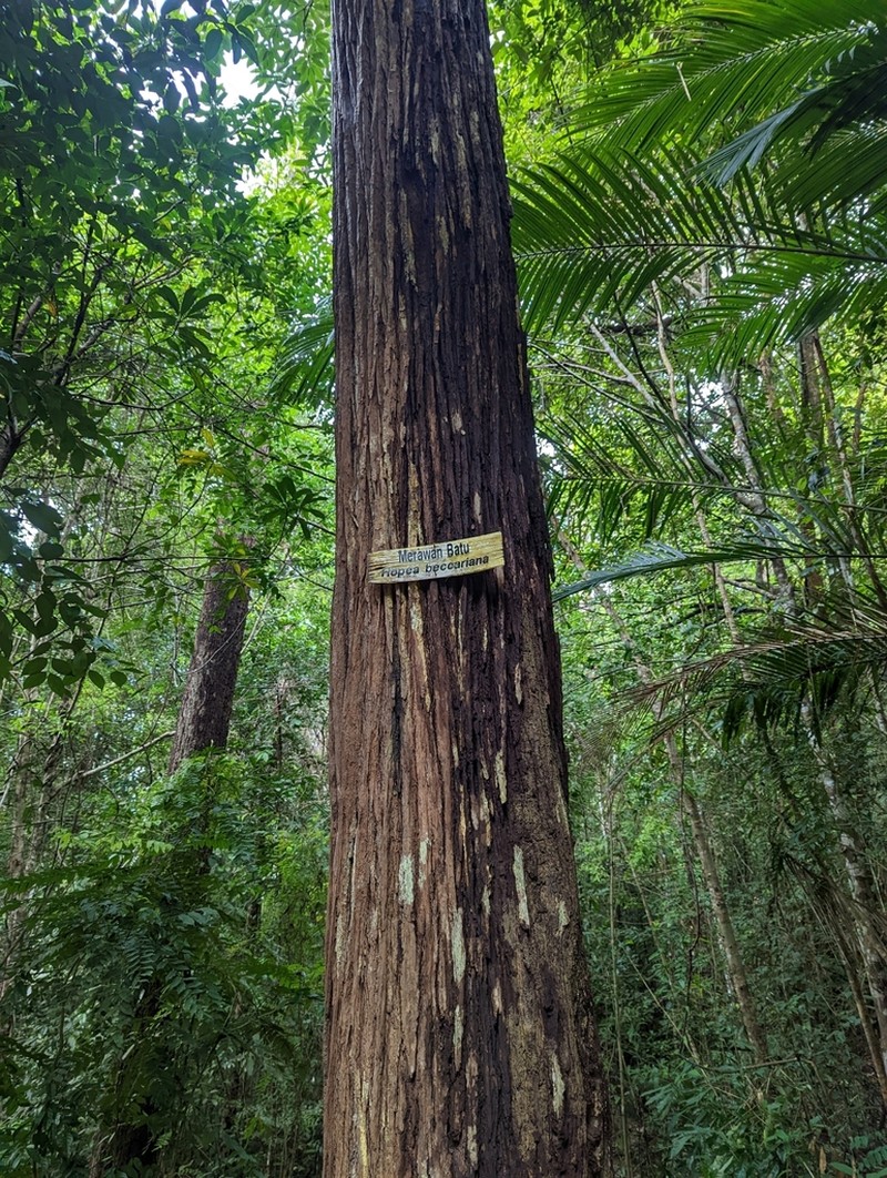 Hopea beccariana photo 2