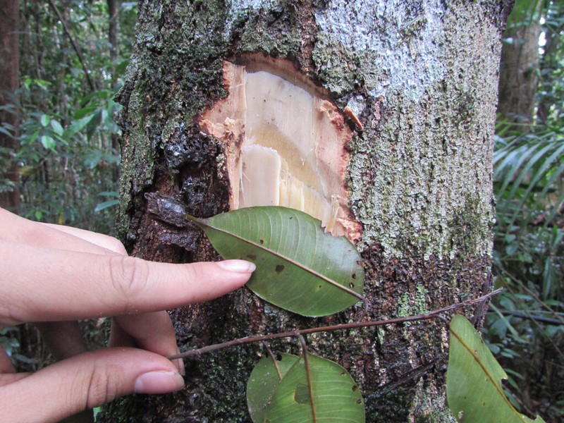 Hopea beccariana photo 3