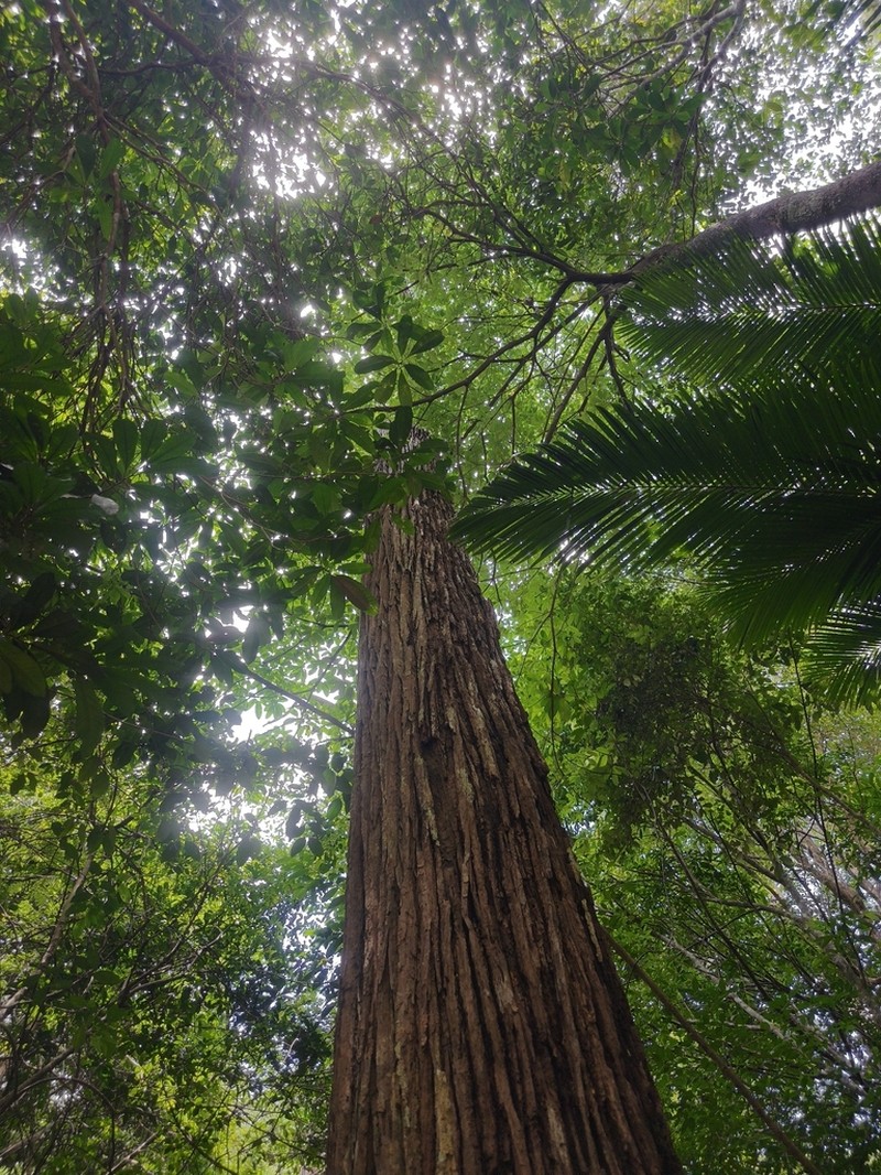 Hopea beccariana photo 4