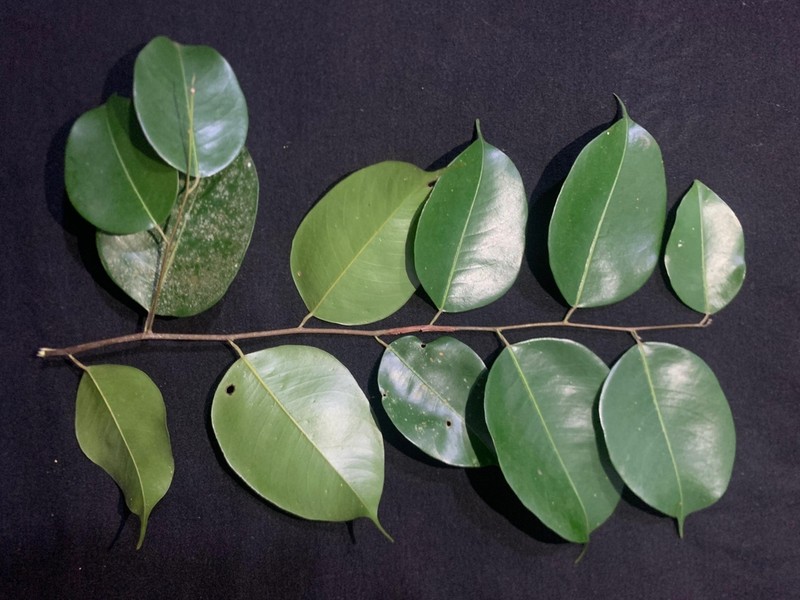 Hopea beccariana photo 5