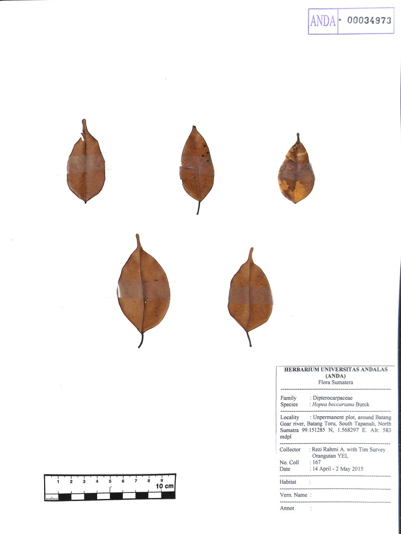 Hopea beccariana photo 6