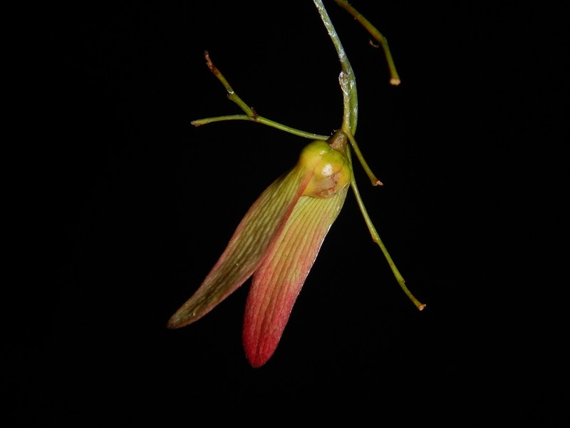 Hopea bilitonensis photo 2