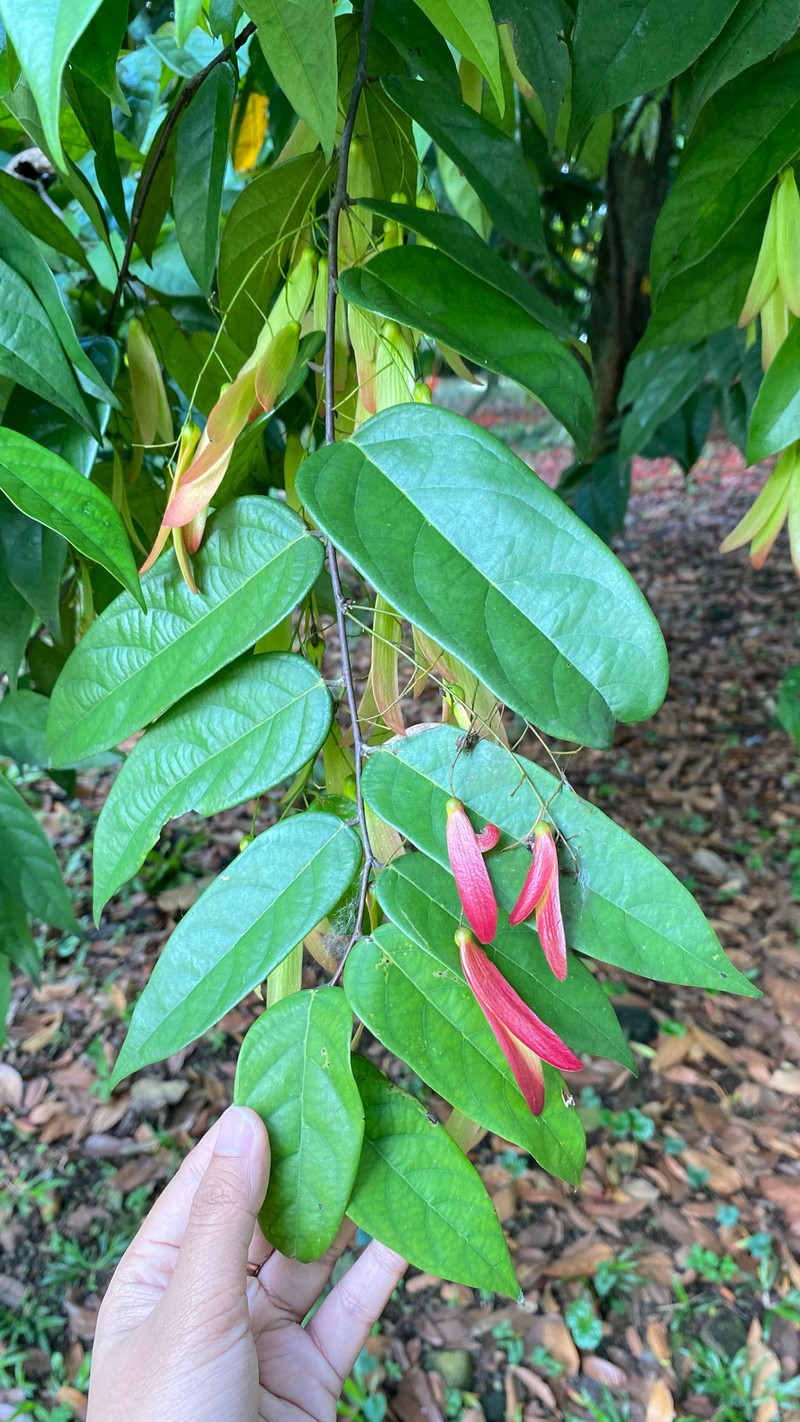 Hopea bilitonensis photo 3