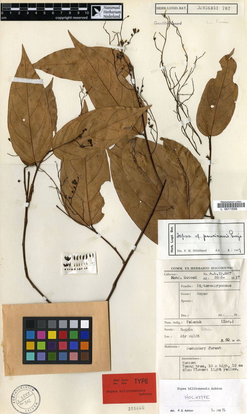 Hopea bilitonensis photo 4