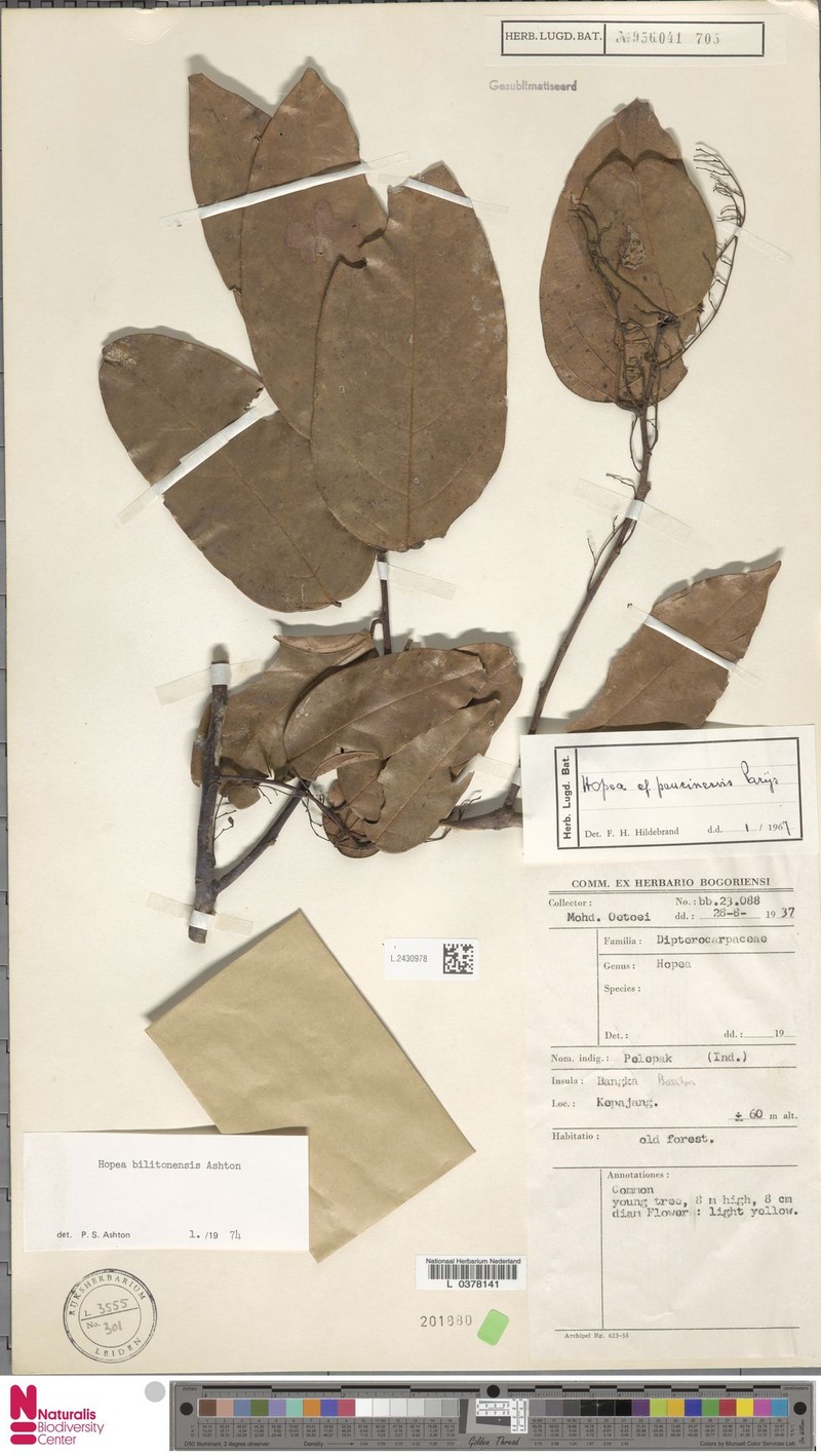 Hopea bilitonensis photo 5