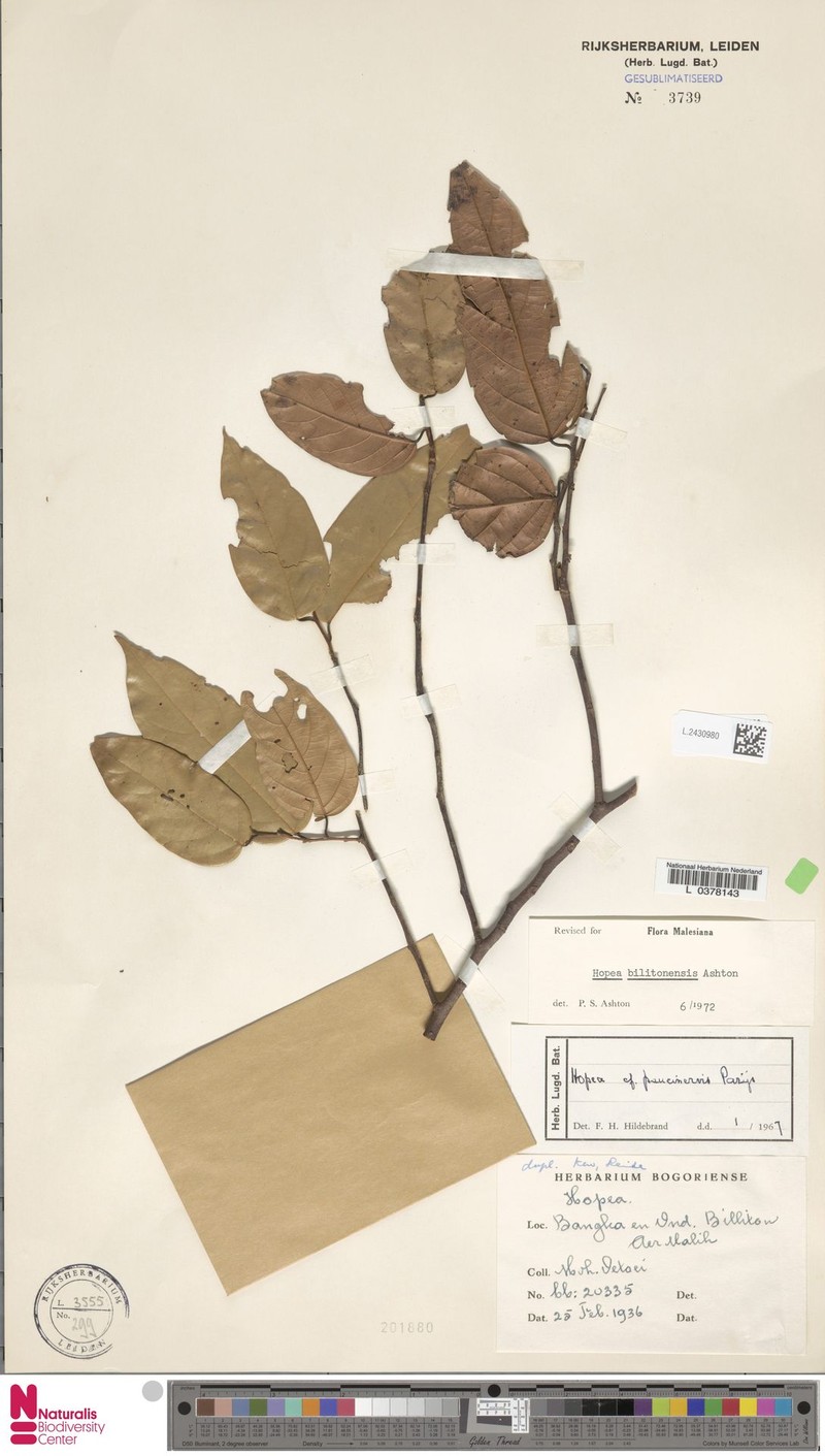 Hopea bilitonensis photo 6