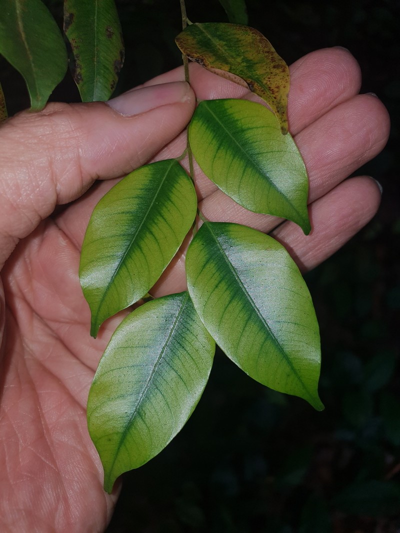 Hopea bracteata