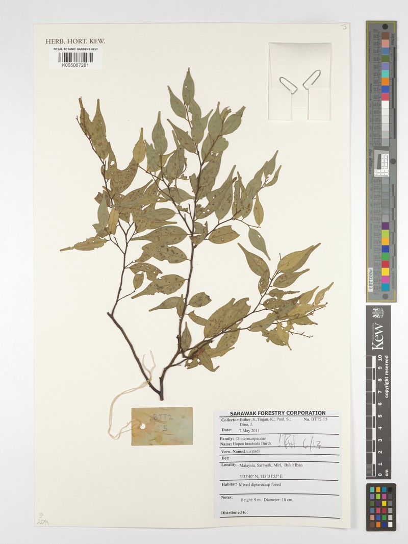 Hopea bracteata photo 2