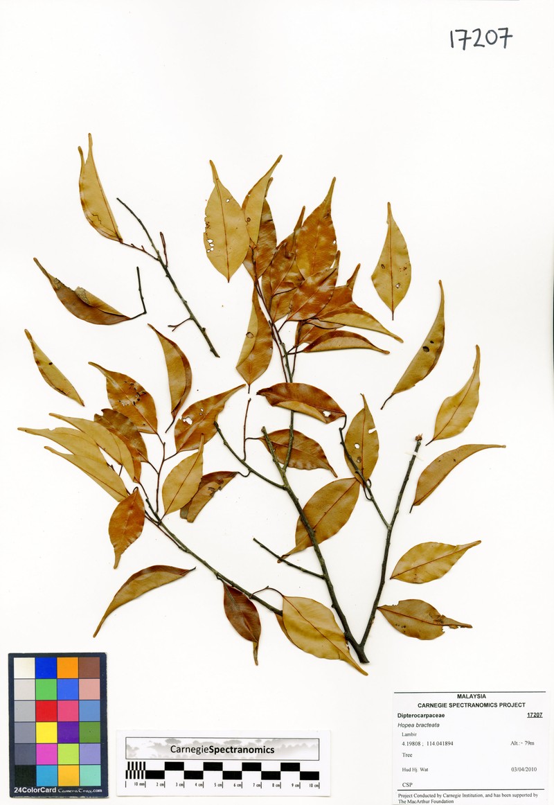 Hopea bracteata photo 3