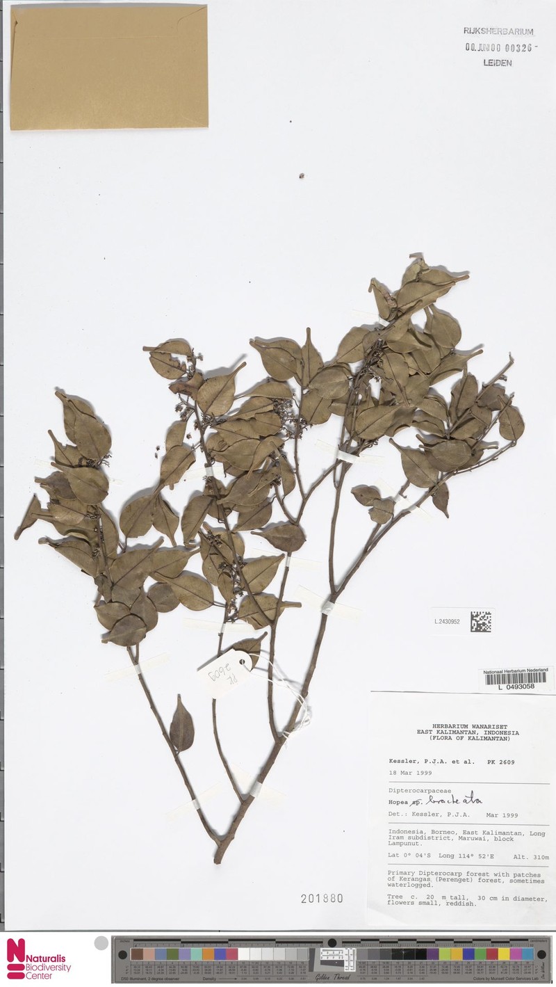 Hopea bracteata photo 4