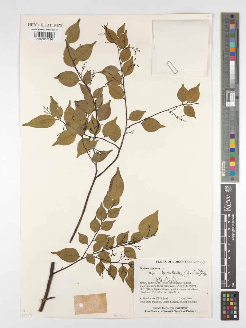 Hopea bracteata photo 5