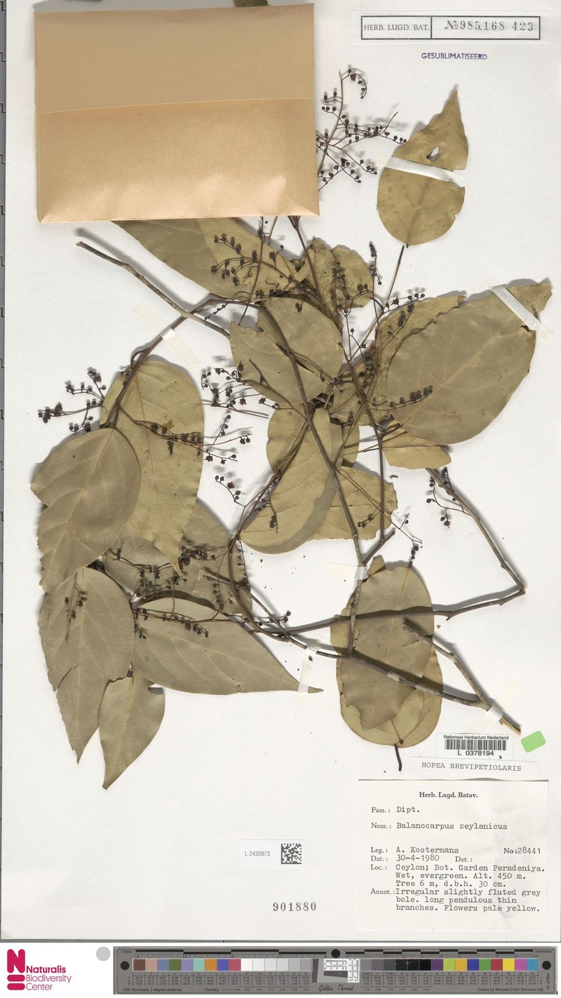 Hopea brevipetiolaris