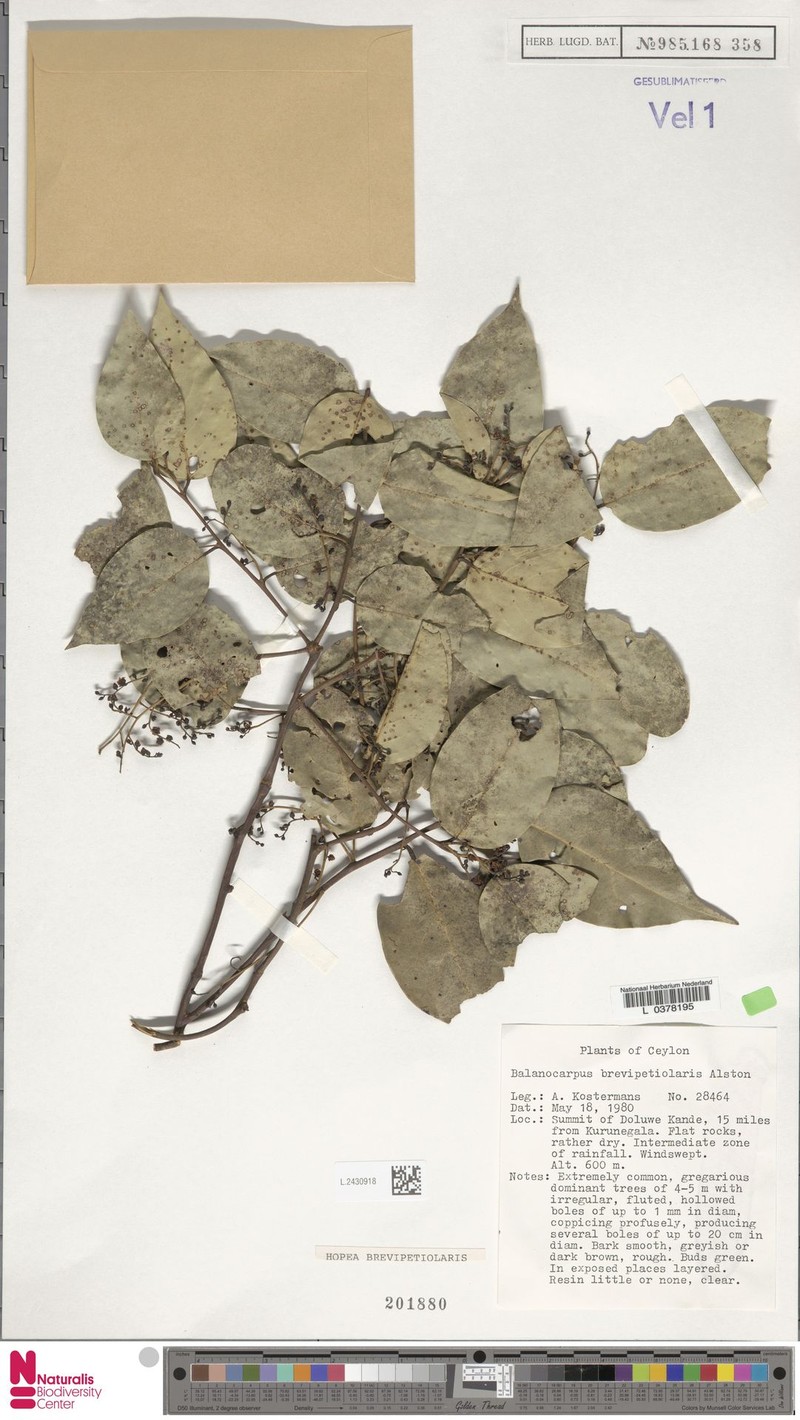 Hopea brevipetiolaris photo 2