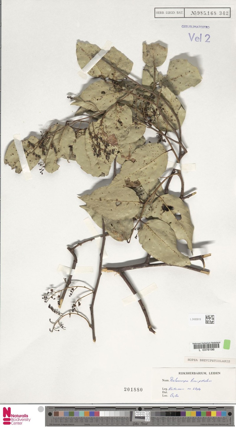 Hopea brevipetiolaris photo 3
