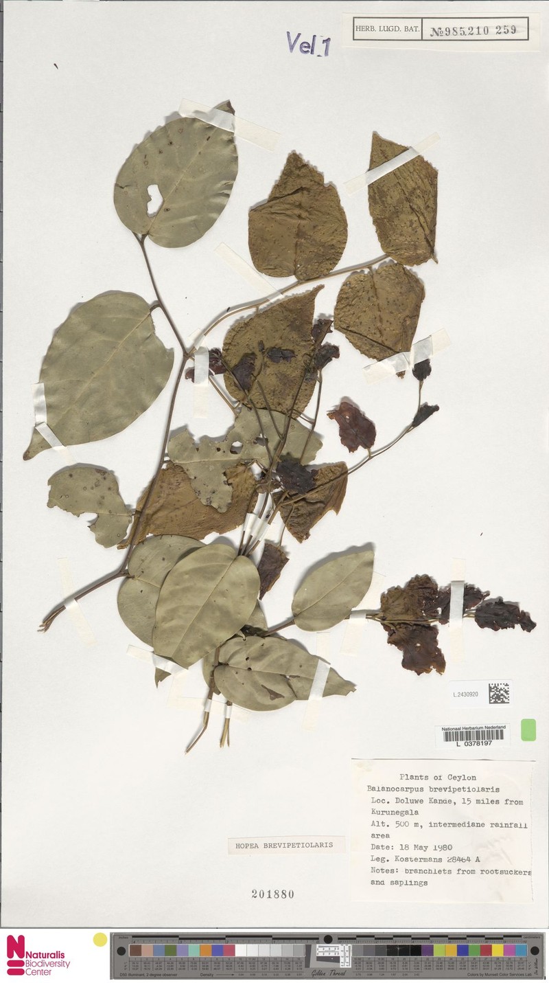 Hopea brevipetiolaris photo 4