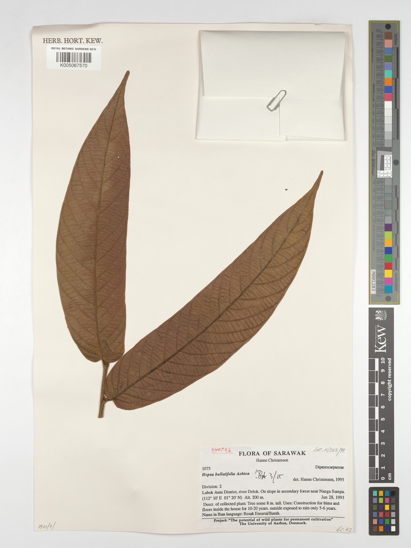 Hopea bullatifolia