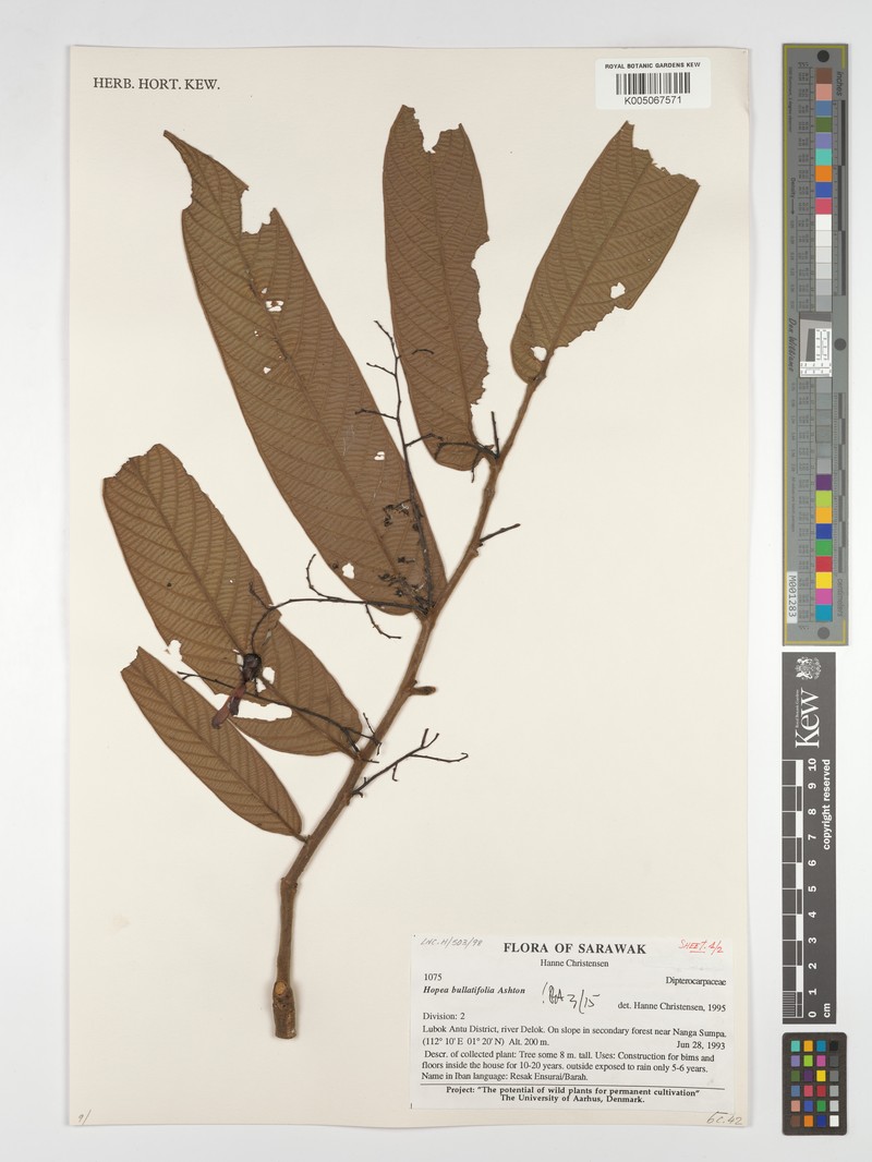Hopea bullatifolia photo 2