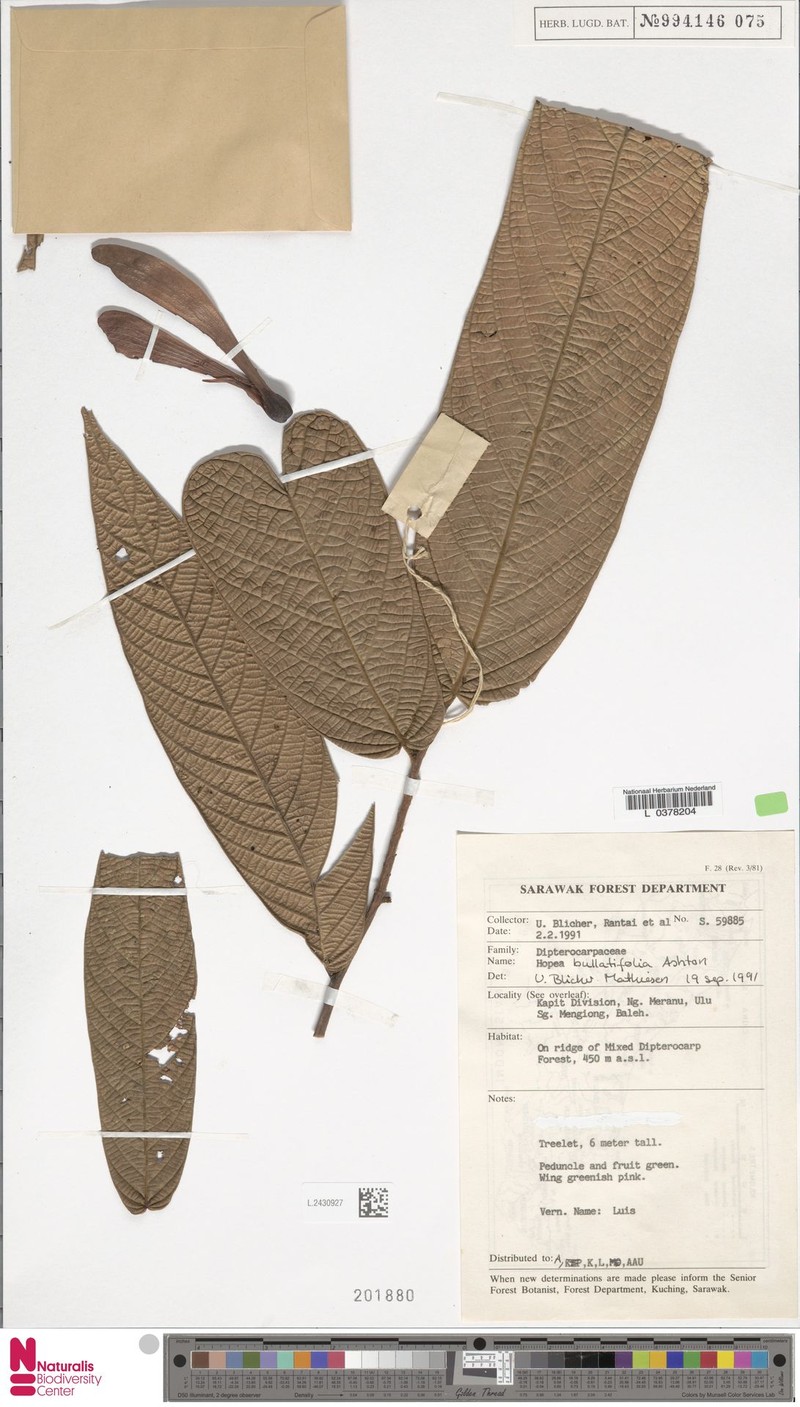 Hopea bullatifolia photo 3