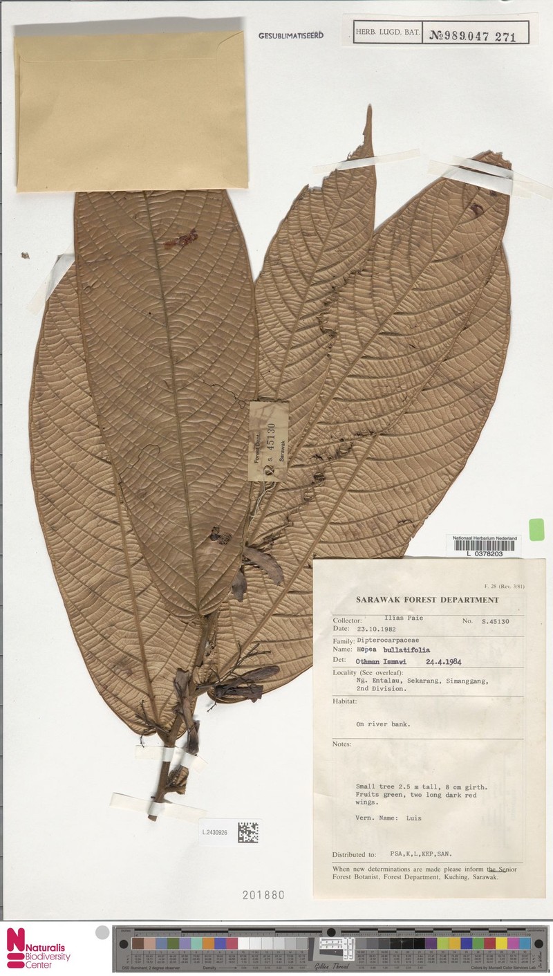 Hopea bullatifolia photo 4