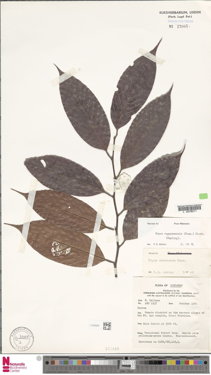 Hopea cagayanensis