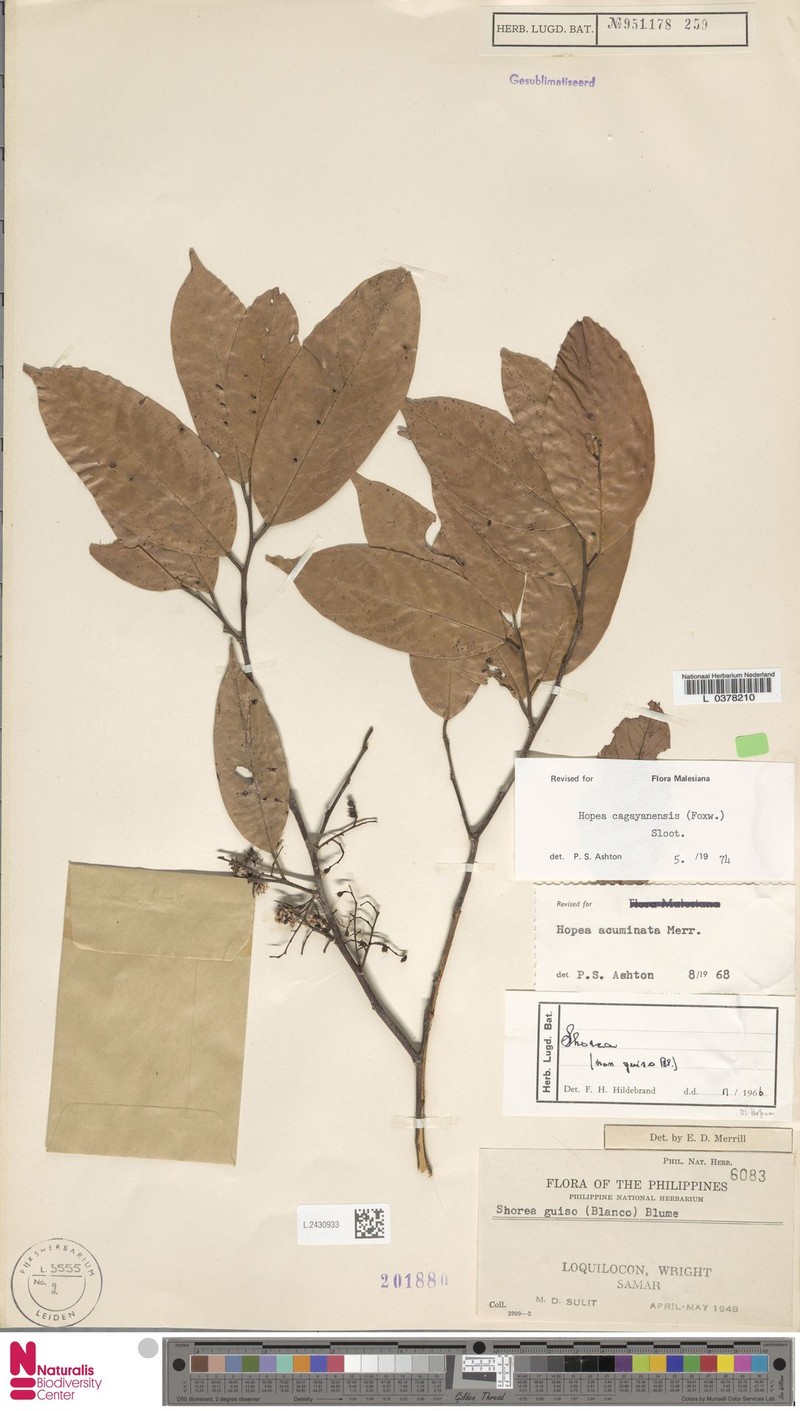 Hopea cagayanensis photo 2