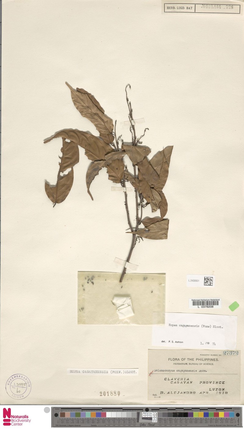 Hopea cagayanensis photo 3