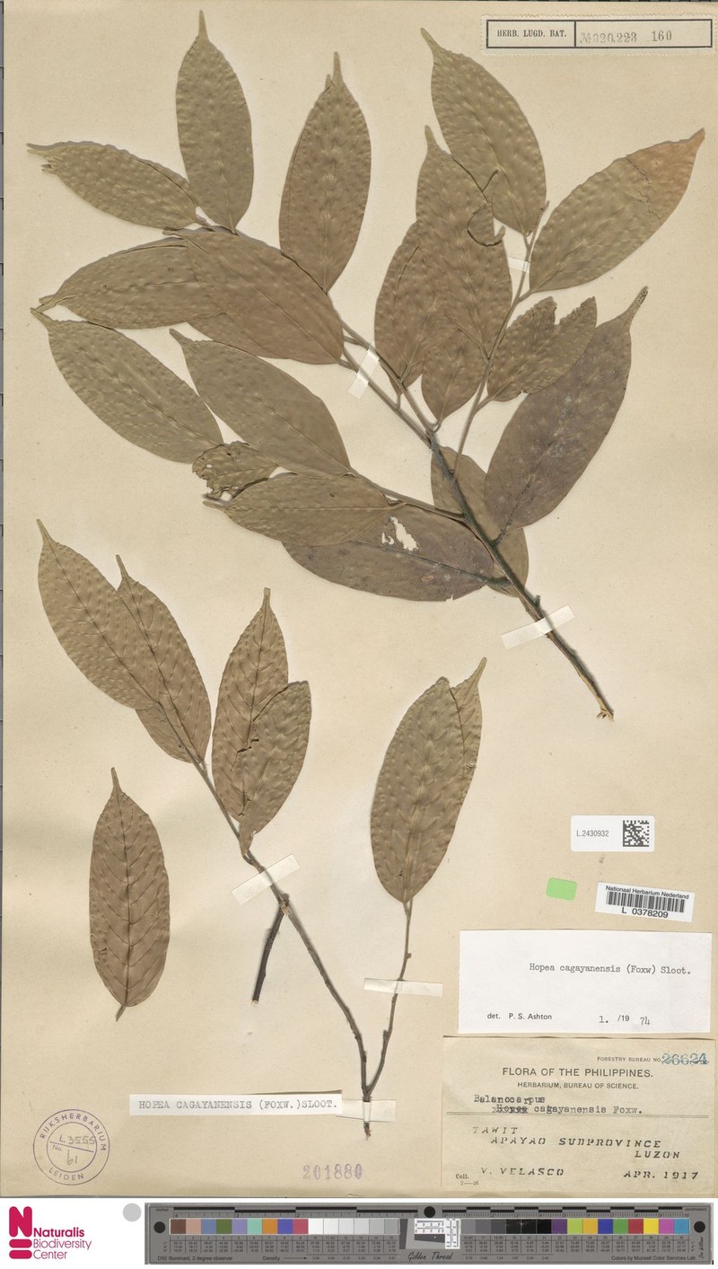 Hopea cagayanensis photo 4