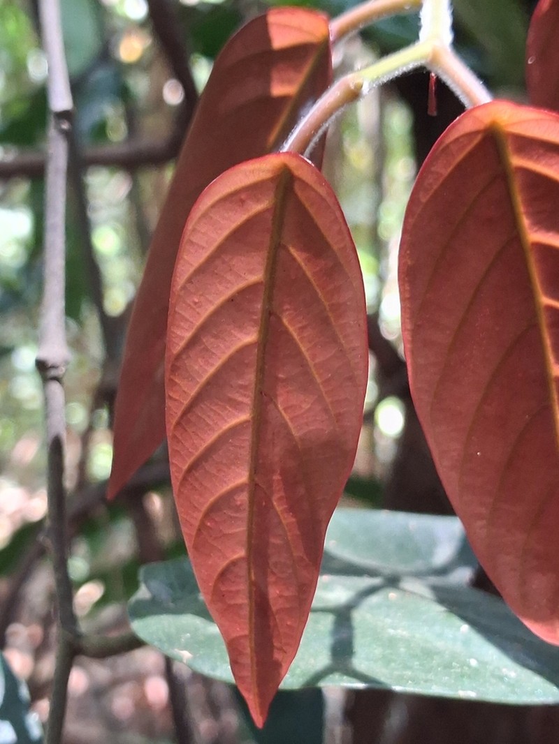 Hopea canarensis