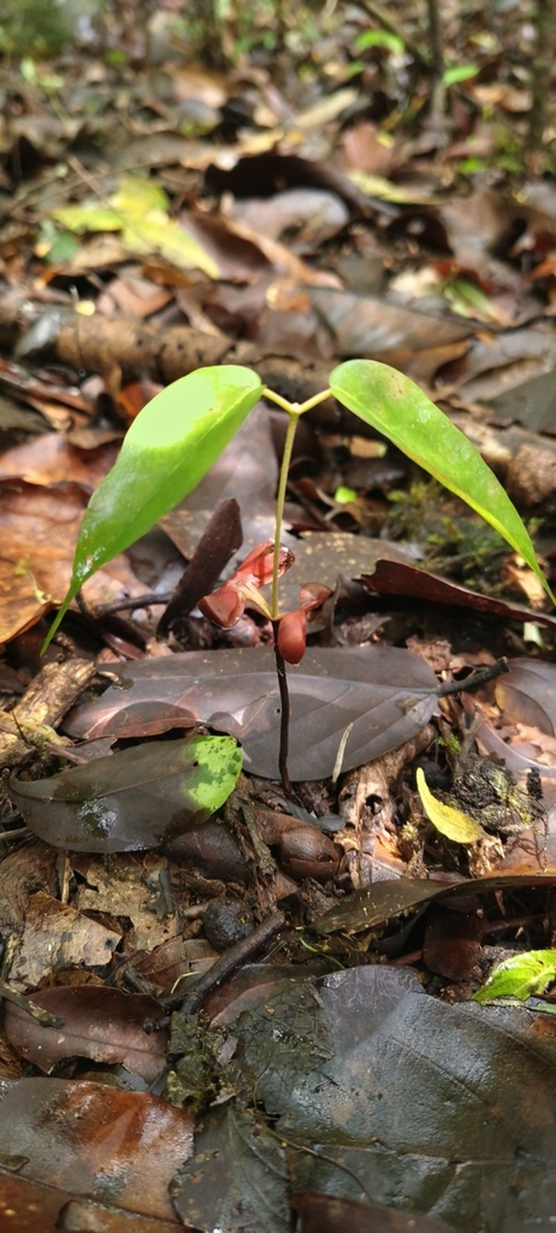 Hopea canarensis photo 2
