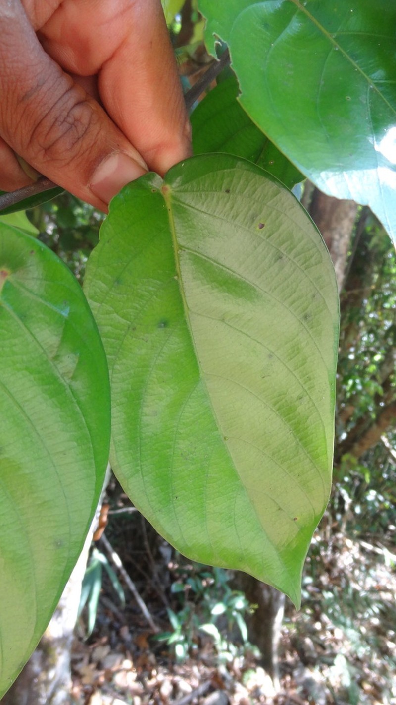Hopea canarensis photo 3