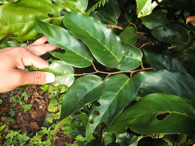 Hopea canarensis photo 4