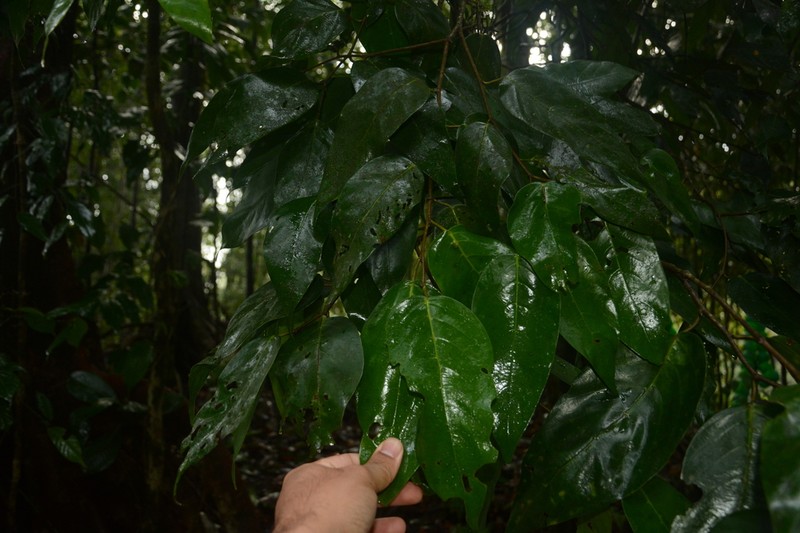 Hopea canarensis photo 5