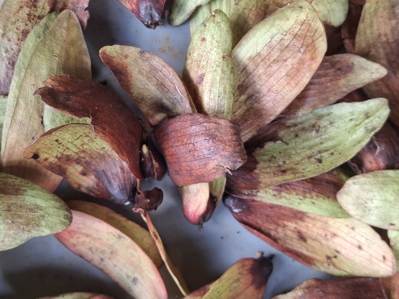 Hopea canarensis photo 6