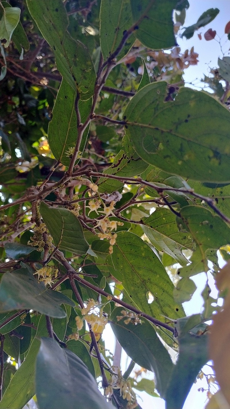 Hopea canarensis photo 7