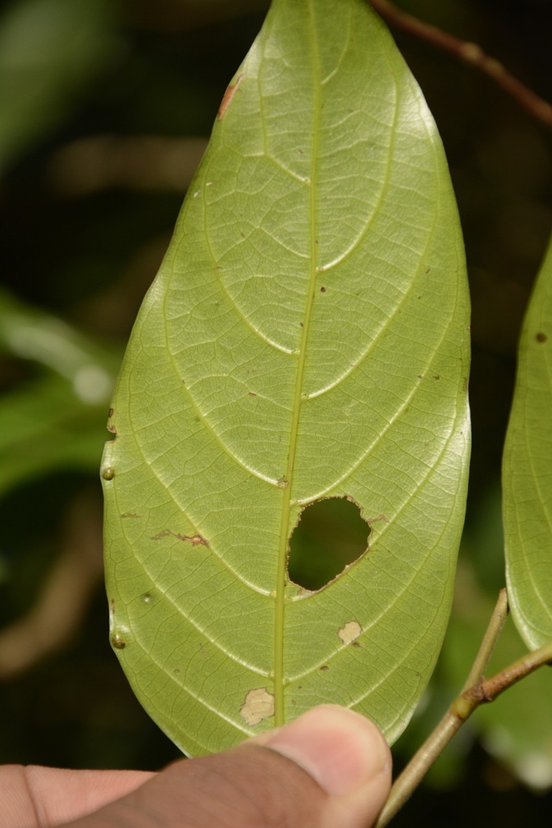 Hopea canarensis photo 8