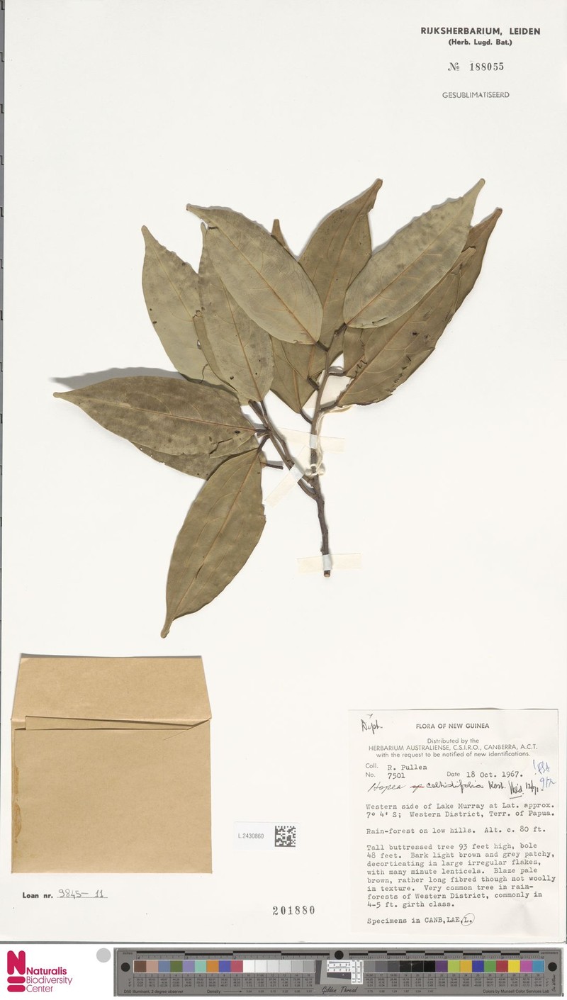 Hopea celtidifolia