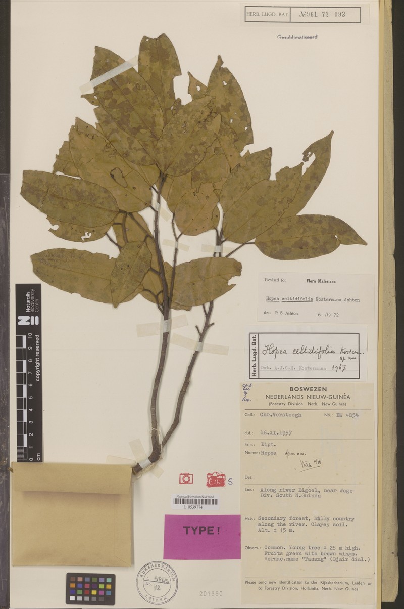 Hopea celtidifolia photo 2