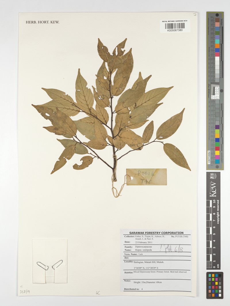 Hopea centipeda