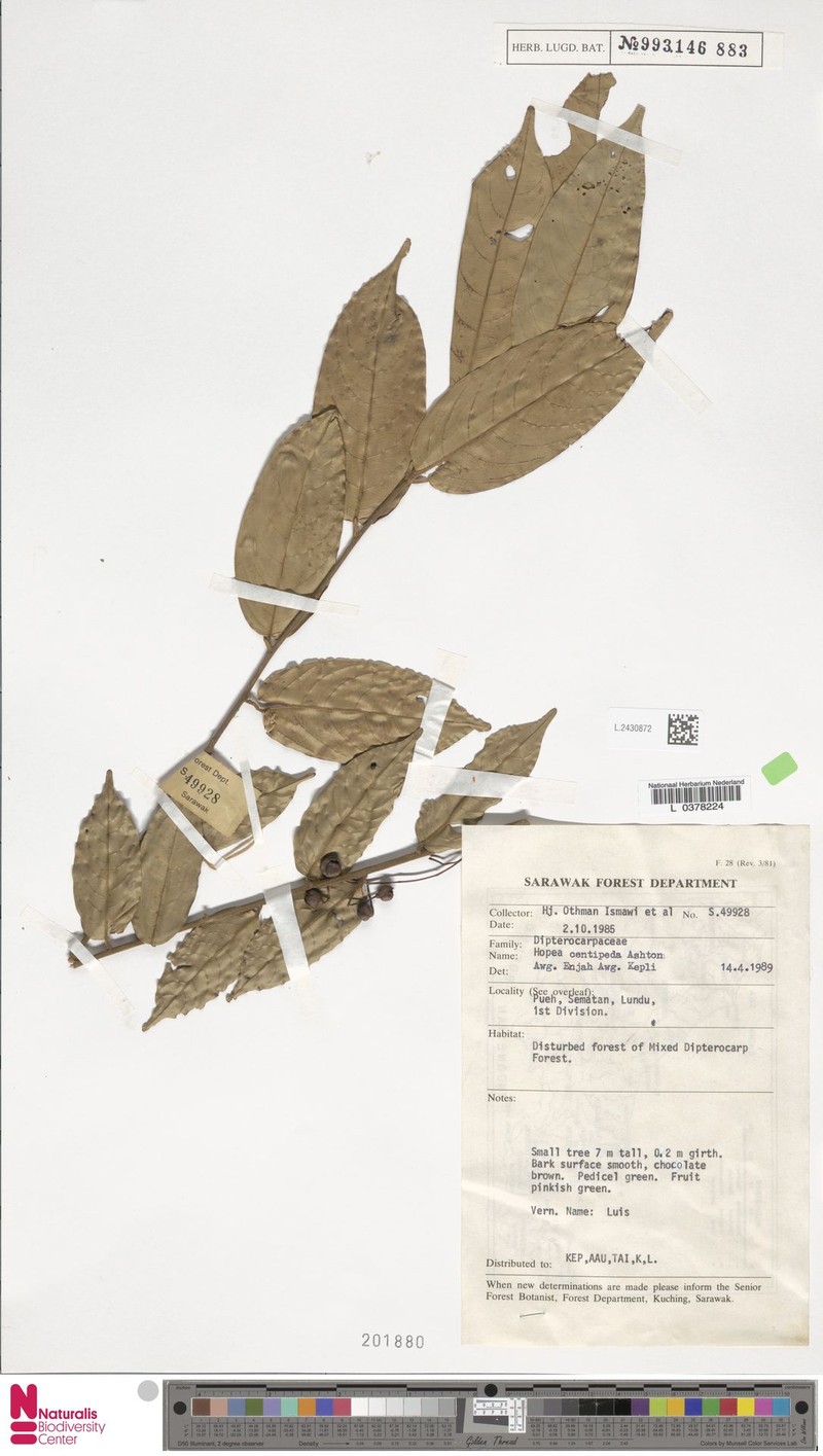 Hopea centipeda photo 2