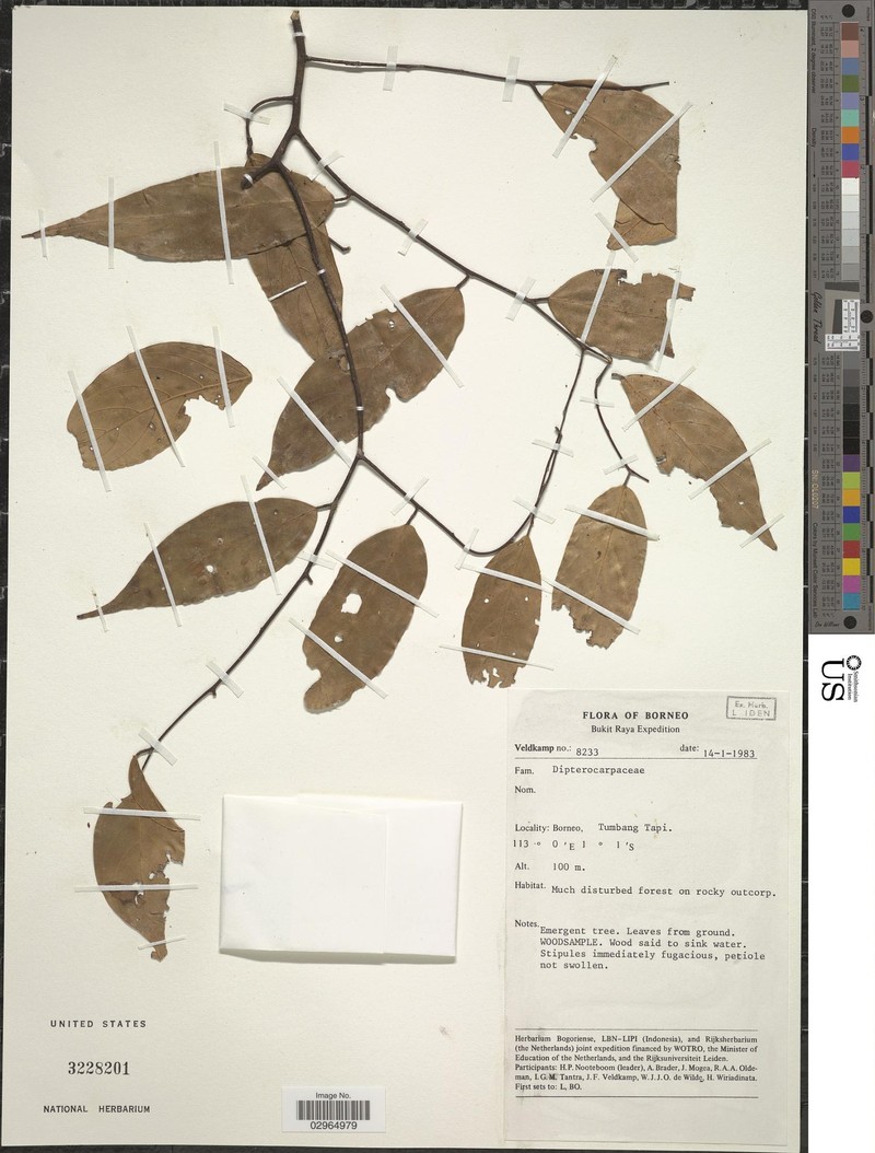 Hopea centipeda photo 3