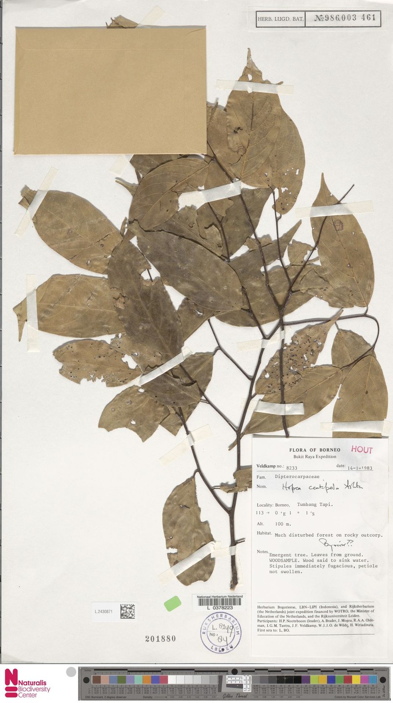 Hopea centipeda photo 4