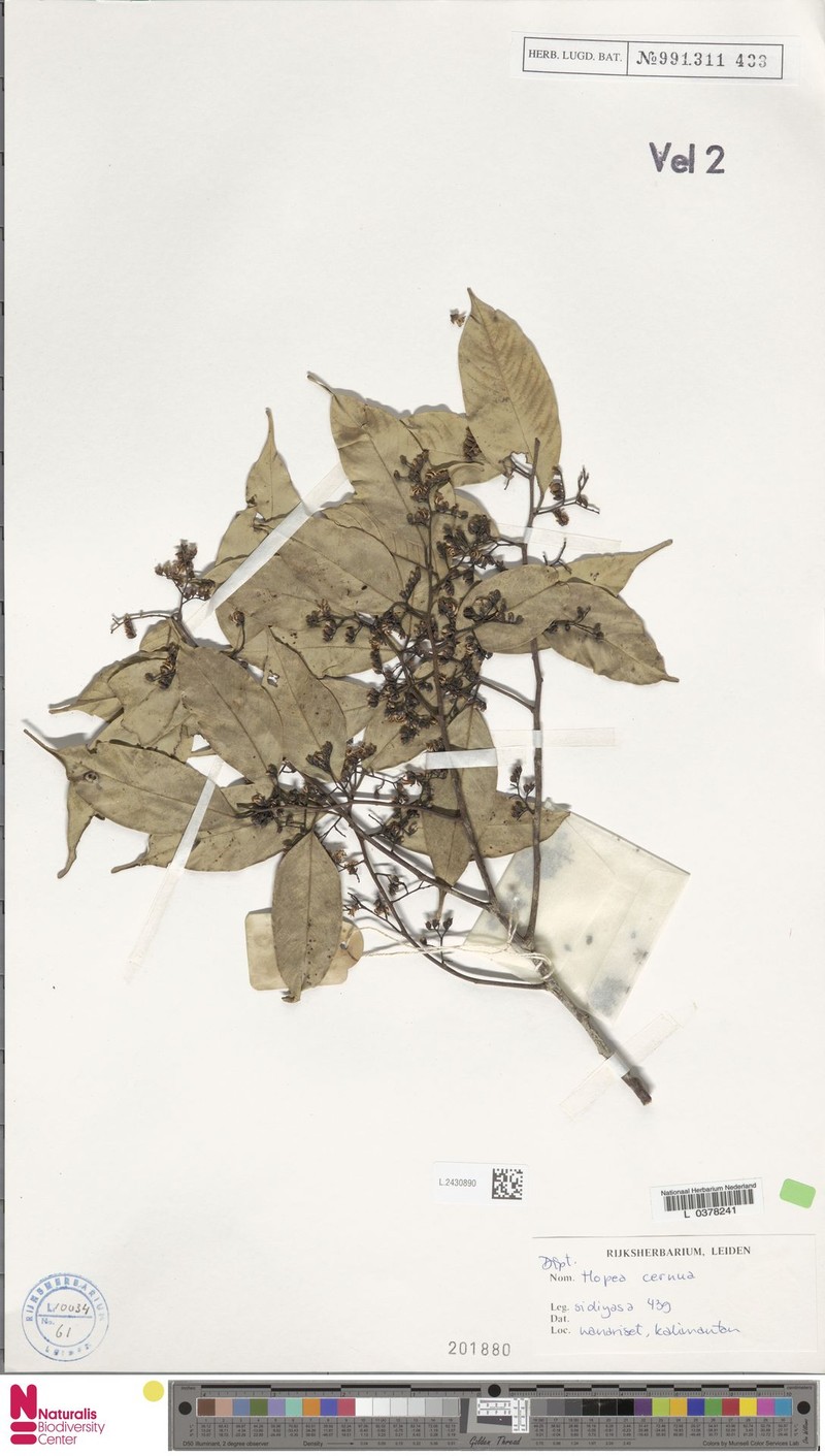 Hopea cernua photo 2