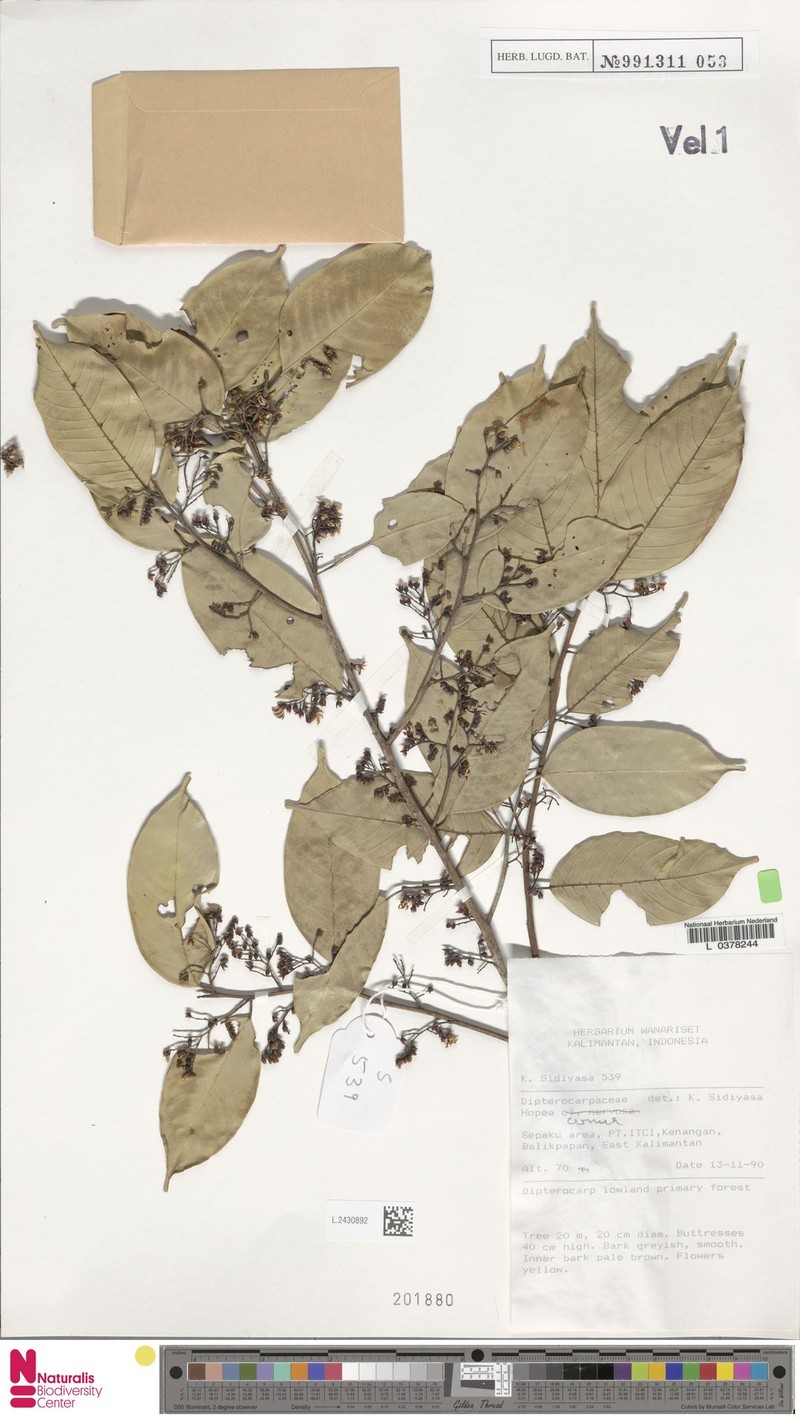 Hopea cernua photo 3