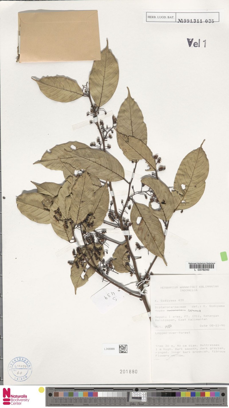 Hopea cernua photo 4