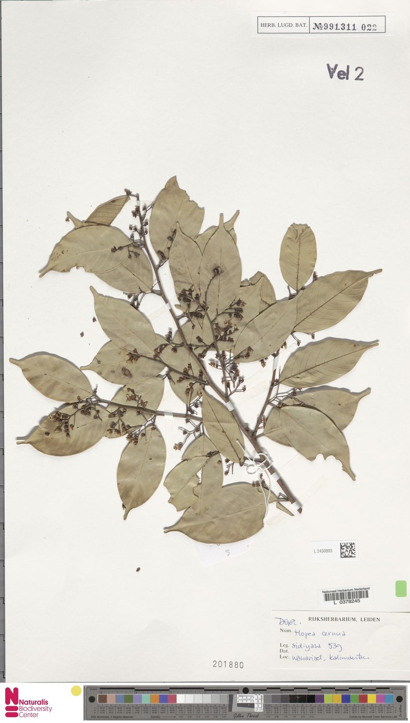 Hopea cernua photo 5