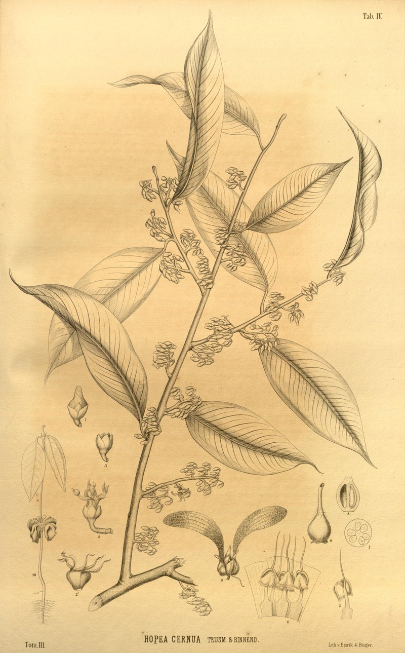Hopea cernua