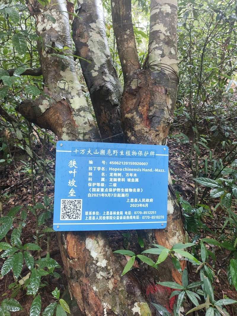 Hopea chinensis photo 2