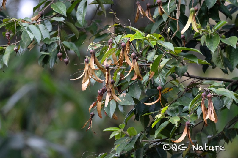 Hopea chinensis photo 3